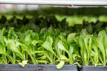 greenhouse organic lettuce culture