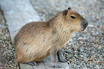 The capybara or guinea pig is a semi-aquatic herbivorous rodent of the Kavi family, the largest of all modern rodents.