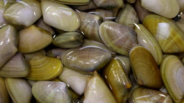 Fresh, raw and live clams named coquinas in a market