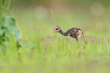 Bronze winged Jacana Chick photo