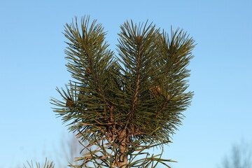 pine tree branches