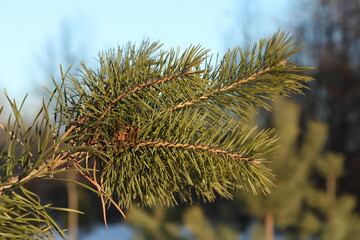 close up of pine needles