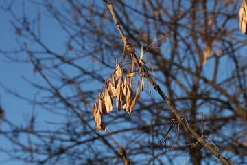 autumn leaves in the wind