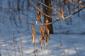 reeds in the water