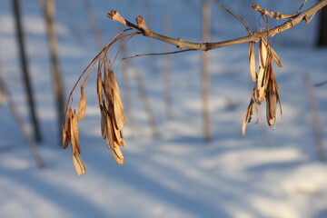 branches of a tree