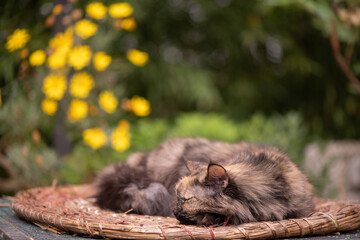 A beautiful long haired cat on a table in the garden