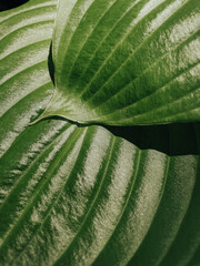 fresh green leaves macro, beautiful natural background