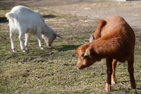 Two West African Dwarf goats in a petting zoo. The white one is grazing. The brown one is scratching his ear