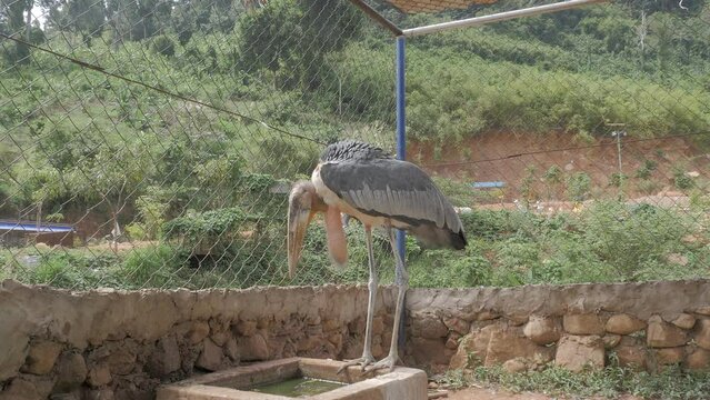 Poor condition in which the bird ( marabout argala ) lives in zoo