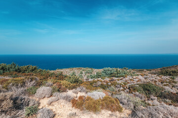 Fototapeta na wymiar Blue sky and sea, coastline with thorns and succulents in Greece on the island of Kos