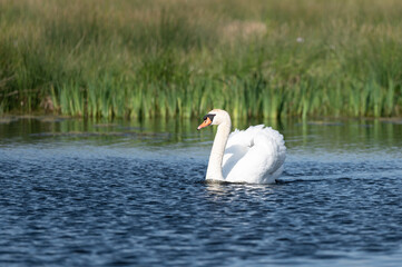 Cygnus olor - Mute swan - Cygne tuberculé