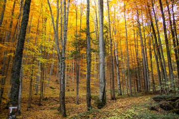 Herbstwald im Wienerwald in der Nähe der Steinwandklamm