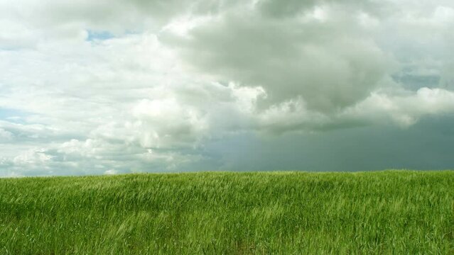 Vernal sky with storm clouds over green wheat field nature background