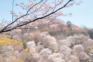 風景