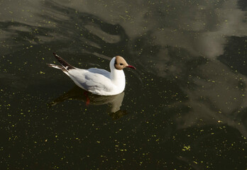 Seagull swims in a pond
