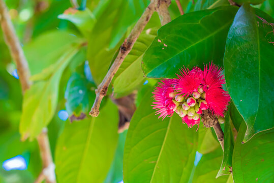 The beautiful deep pink flower of Malay rose apple. Syzygium malaccense. Zanzibar, Tanzania