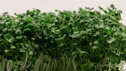 Obraz premium Micro greens plants with leaves grows on a white background. Fresh raw vegan food