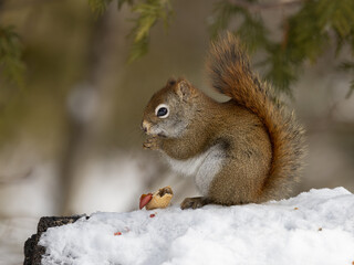 Squirrel eating