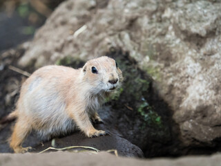 プレーリードッグ prairie dog