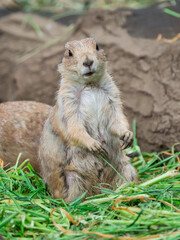 プレーリードッグ prairie dog