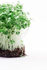 Fresh green plant sprouts from the ground isolated on a white background. Healthy raw food. Micro greens plants