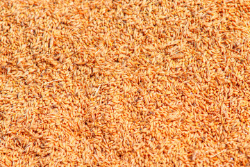 Wheat grains as agricultural background. Wheat grains texture. 