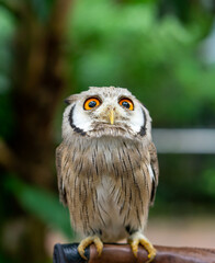 collared owlet staring at front and look surprised