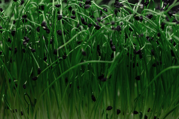 Green plant with seeds, macro. Healthy food- micro onion nutrition plants. Green background