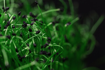 Green plants with seeds on a black background. Healthy eco raw food and micro plants