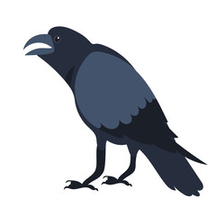 crow flat design ,isolated ,vector