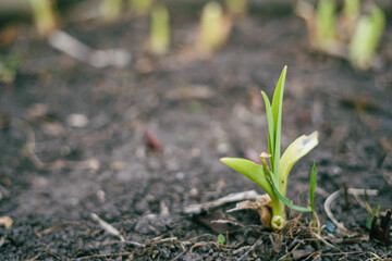 onions growing in the ground