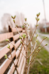 flowers in the garden