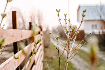 fence and grass
