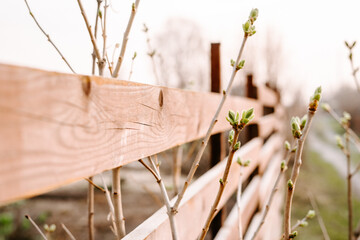 grass in the morning