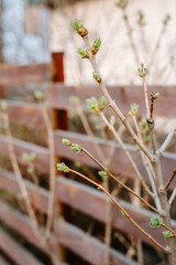 grass in the morning