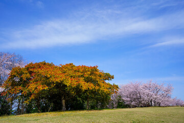 桜　青ノ山山頂古墳群付近(香川県丸亀市)