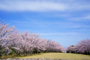 桜　青ノ山山頂(香川県宇多津町)