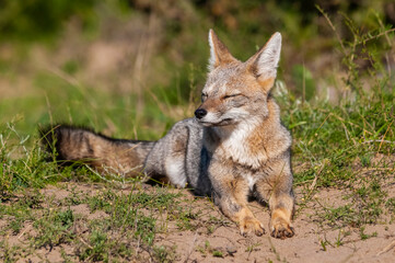 Pampas Grey fox yawning ,in Pampas grass environment, La Pampa province, Patagonia, Argentina.