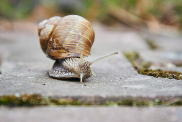 A large garden snail crawls along an asphalt path.