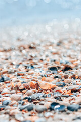 Sea shells on beach