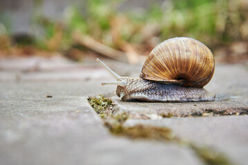 A large garden snail crawls along an asphalt path.