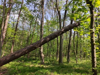 Fototapeta premium trees in the forest