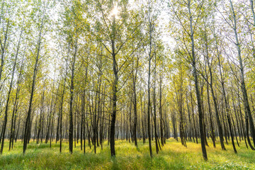 Fototapeta premium The trees and plants in the forest