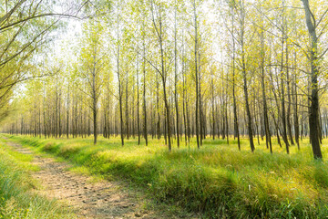 Fototapeta premium The trees and plants in the forest