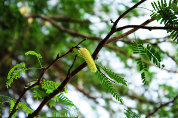 prosopis