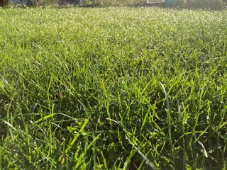 Fototapeta premium morning dew on a green meadow