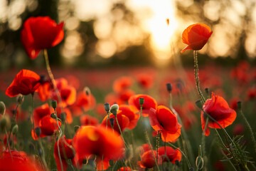 Camera moves between the flowers of red poppies. Poppy as a remembrance symbol and commemoration of...