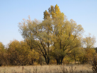 Autumn landscape with willow trees on the edge of meadow with dry herbs.