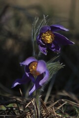 Purple pasqueflowers сlose-up outdoors on a sunny day. Pulsatilla patens, eastern pasqueflower, spreading anemone. Fluffy spring flowers with purple petals and a yellow center. Vertical.