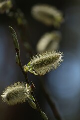 Yellow pussy willow blossoms in sunlight against blue sky. Blooming willow catkins close-up outdoors on a blue background. Spring easter background. Vertical.